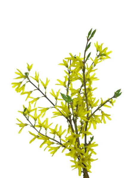Flores de forsythia en ramita —  Fotos de Stock