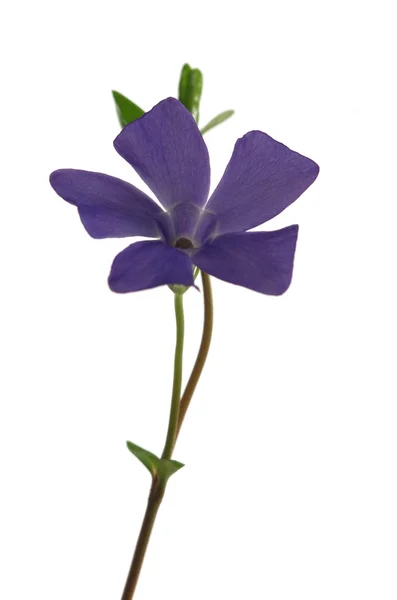 Lesser periwinkle (vinca minor) — Stock Photo, Image