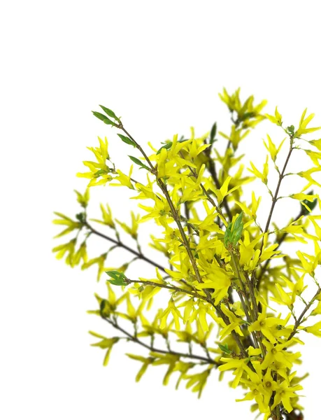 Forsythia flowers on twig — Stock Photo, Image