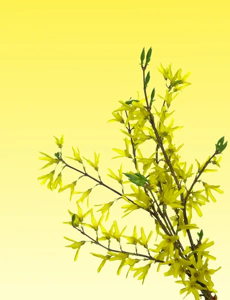 Flores de forsythia en ramita — Foto de Stock