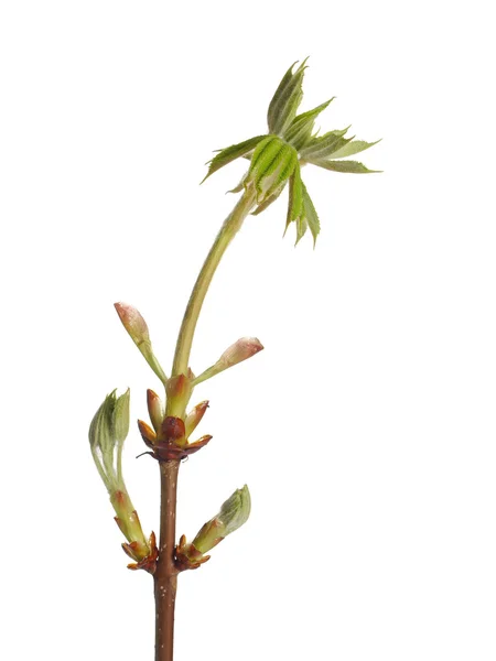 Fresh buds  chestnut — Stock Photo, Image