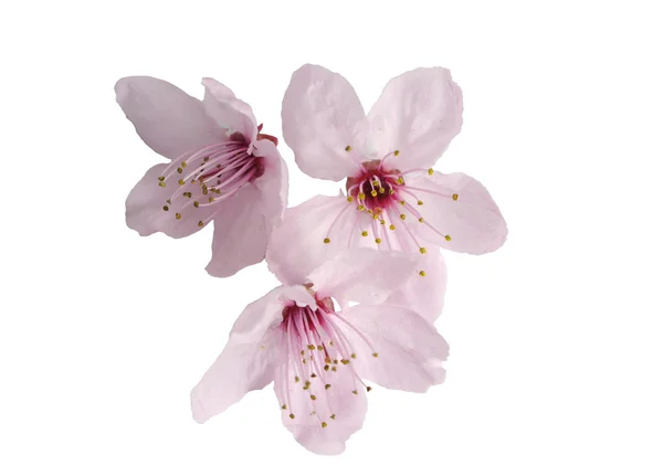 Kirschblüte — Stockfoto