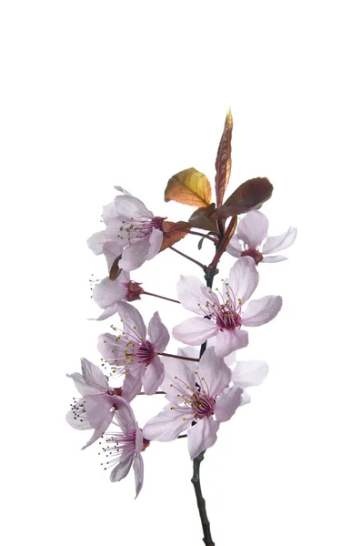 Kirschblüte — Stockfoto