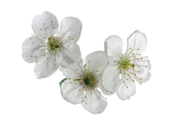 Cherry blossom — Stock Photo, Image