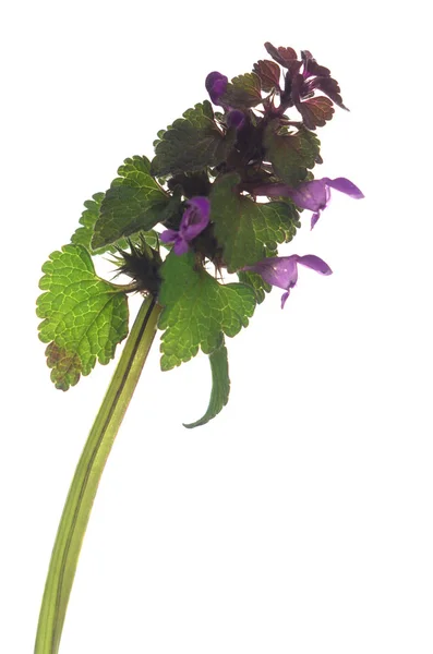 Ortiga lamium purpureum —  Fotos de Stock