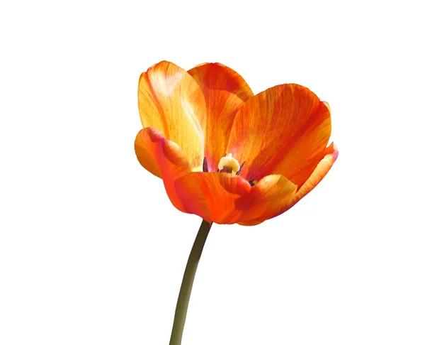 Tulipán rojo — Foto de Stock