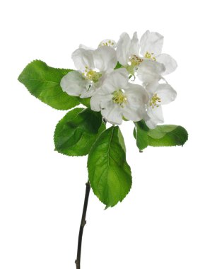 elma çiçek ve yaprak 