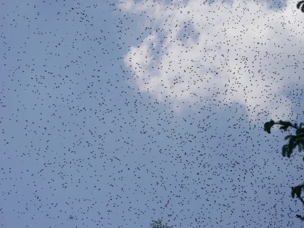 Bee Swarm — Stock Fotó