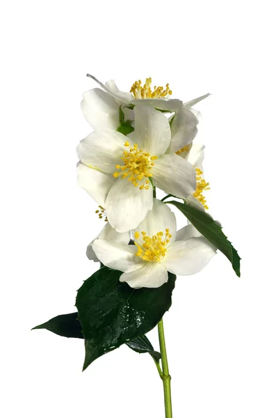 Белый цветок жасмина — стоковое фото