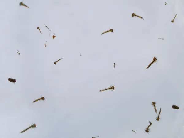 Mosquito's larve — Stockfoto