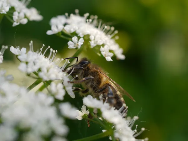 Biene — Stockfoto