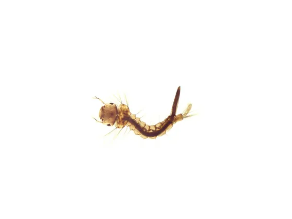 Mosquito's larva — Stock Photo, Image