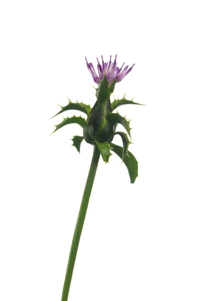 Cardo de leite de ervas silybum marianum — Fotografia de Stock