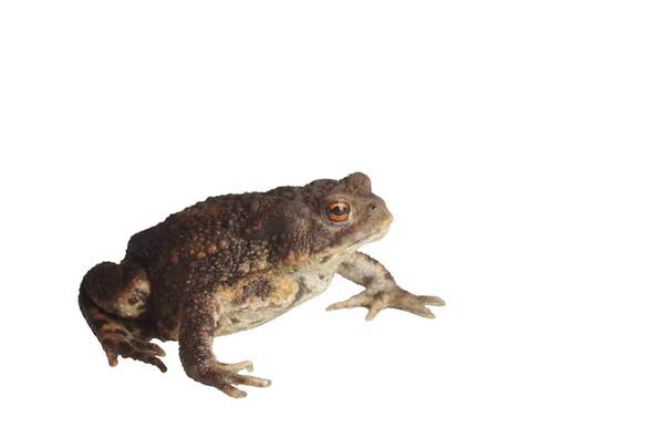 Sitting brown toad — Stock Photo, Image