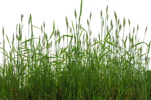 Grünes Getreide isoliert — Stockfoto