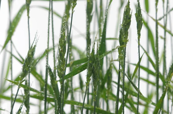 Taufrisches grünes Getreide — Stockfoto