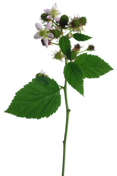 Zarzamora flor y hoja —  Fotos de Stock