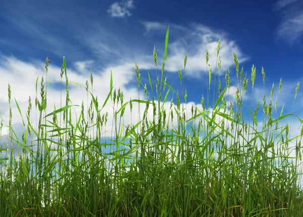 Cereales verdes — Foto de Stock