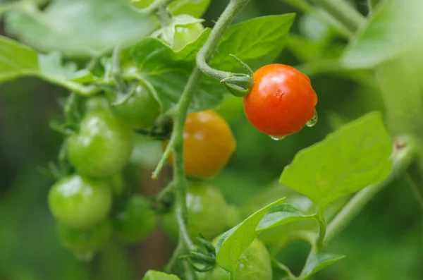Growing cherry tomatoes — Stock Photo, Image