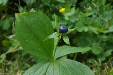 Paris quadrifolia yabani bitki