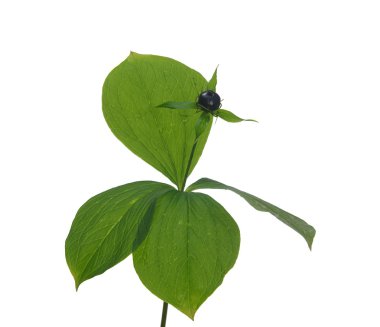 Paris quadrifolia yabani bitki