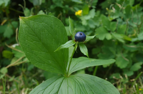 Paris quadrifolia yabani bitki — Stok fotoğraf