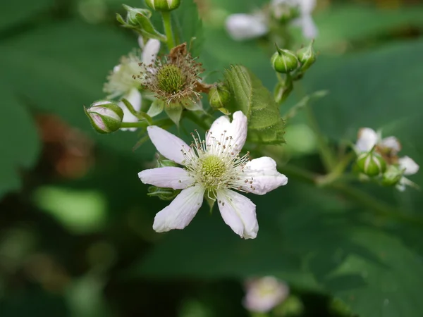 Blackberry flower and leaf — Stock Photo, Image