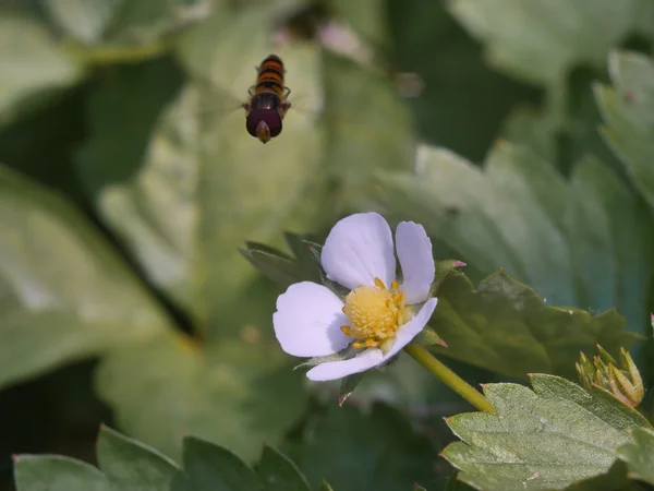 Episyrphis balteatus vilda insekt — Stockfoto