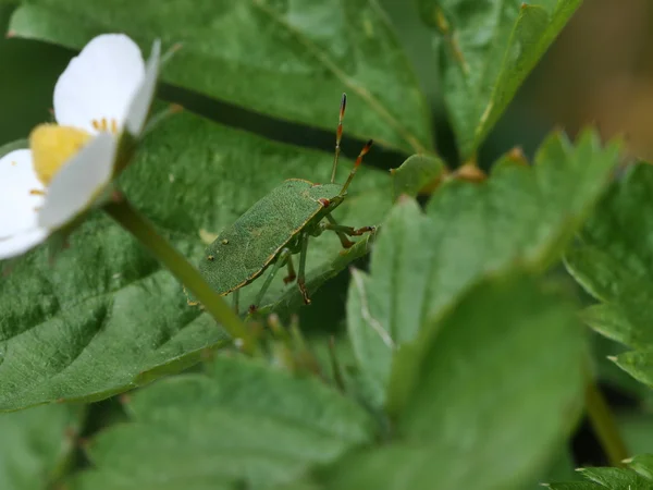 Bug scut verde (palomena prasina  ) — Fotografie, imagine de stoc