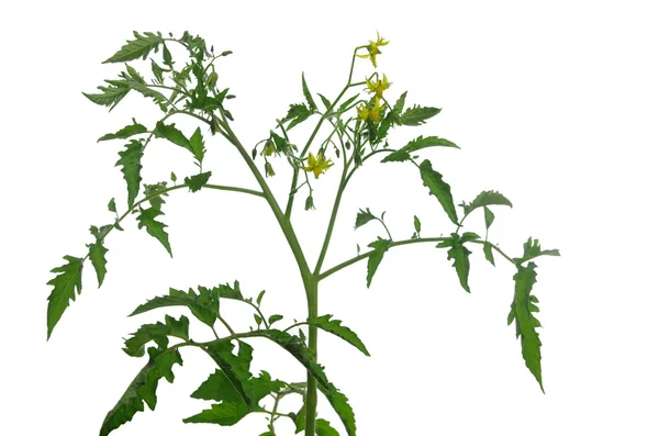 Inflorescence of tomato — Stock Photo, Image