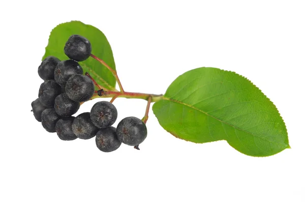 Black berry aronia — Stock Photo, Image