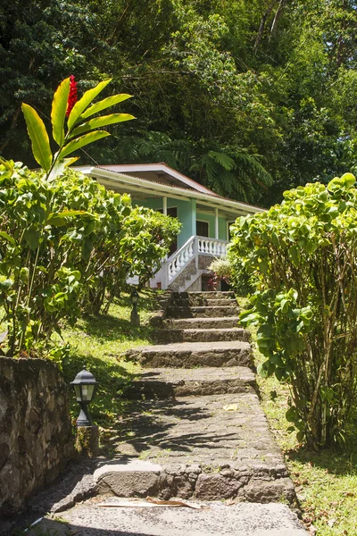 Stone Steps to Green House in Tropics — Stock Photo, Image