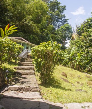 tepeye doğru yeşil evde taş basamaklar