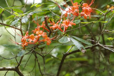 vahşi turuncu açelya çiçekleri