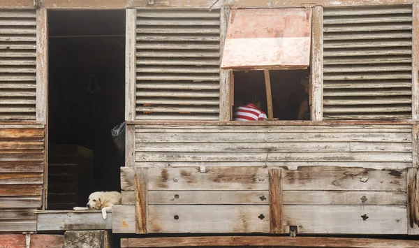 Hond rusten in de deuropening van oude houten gebouw — Stockfoto