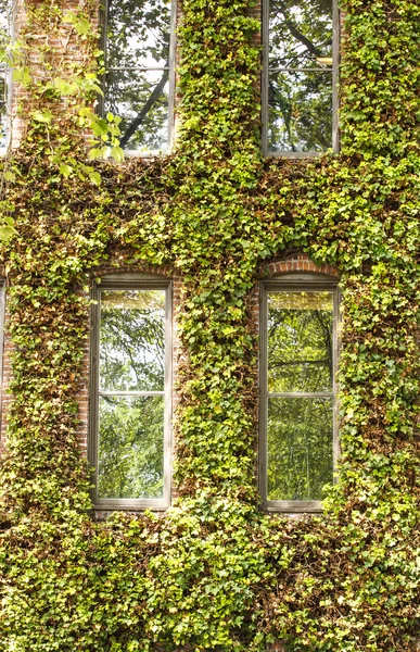 Windows in Vine Covered Building — Stock Photo, Image