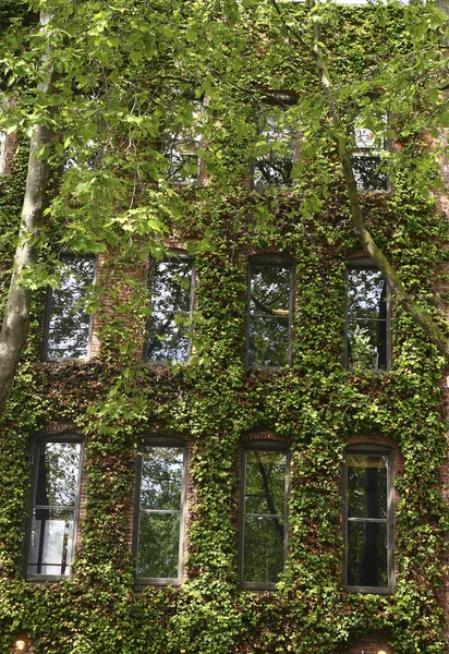 Ivy Covered Brick Wall and Windows — Stock Photo, Image