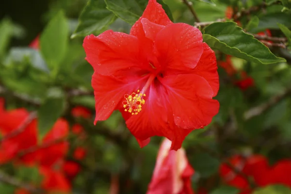 Fleur d'Hibiscus rouge dans le jardin tropical — Photo