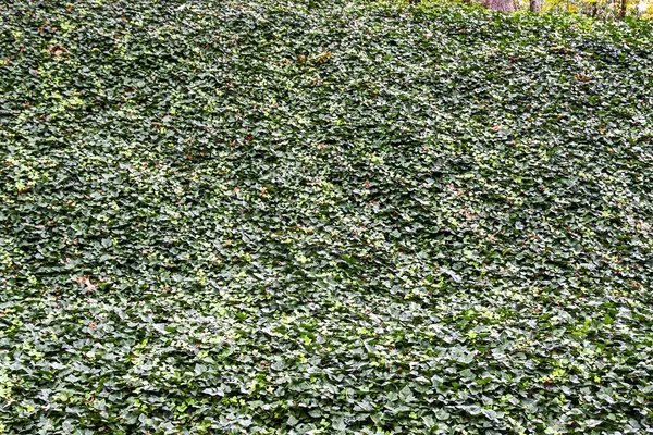 Muro di Ivy inglese per sfondo — Foto Stock