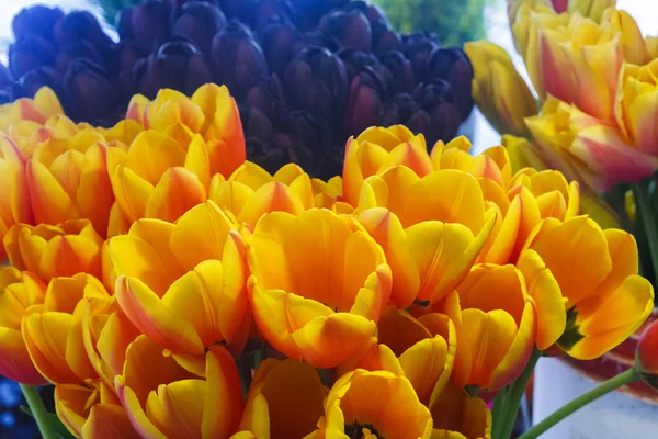 Bir pazarda turuncu ve mor laleler — Stok fotoğraf