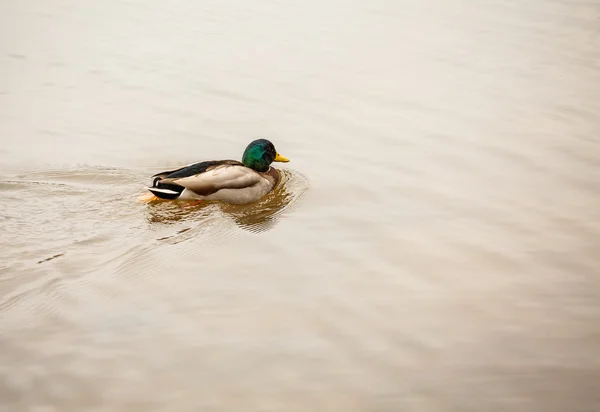 Zwemmen drake — Stockfoto