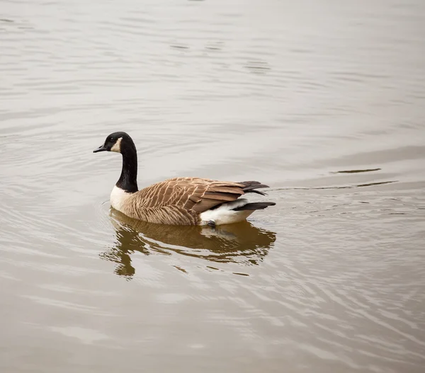 Canada goose alleen zwemmen — Stockfoto