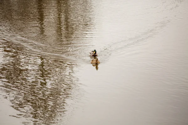 Par de Mallars Natação em Winter Lake — Fotografia de Stock