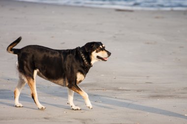 plajda oynayan köpek