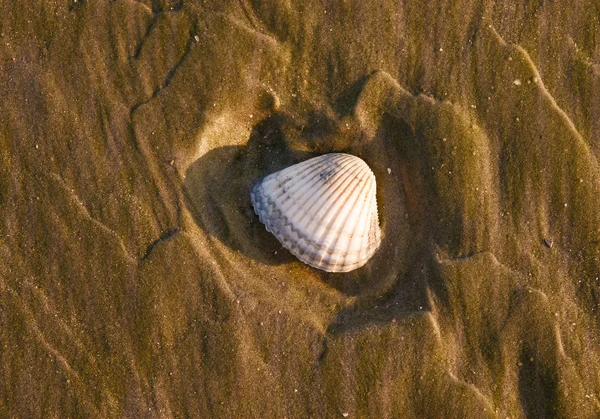 Seashell sunset Beach — Stok fotoğraf