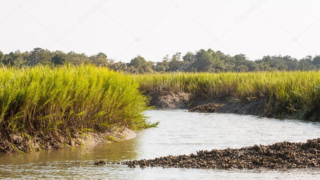 Oyster Bed by Salt Water Marsh