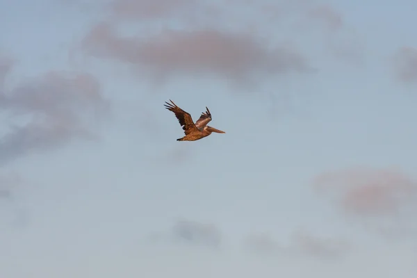 Pelicano em voo — Fotografia de Stock