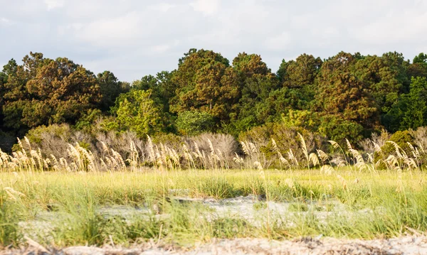 Sea Oats Between Beach and Marsh — Stock Photo, Image