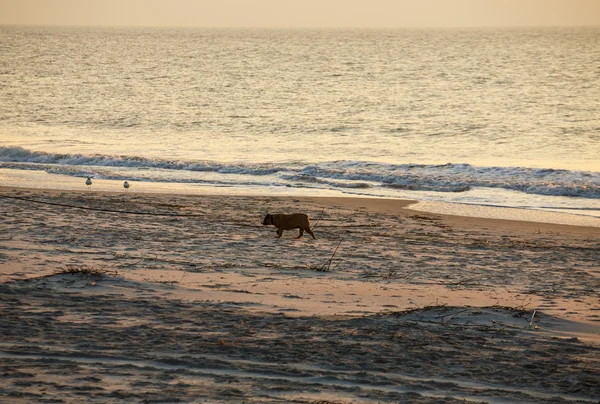 English Bulldog Walking Along Dawn Beach — Stock Photo, Image