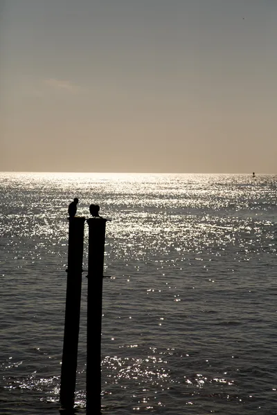 Seevögel auf Pfosten Silhouette — Stockfoto